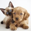 A cute kitten and a golden puppy sitting together, displaying a sense of friendship and innocence.