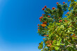 Low angle shot of African tuliptree tree against blue sky
