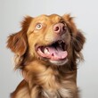 Close-up of a happy, smiling dog with a warm brown coat against a neutral background