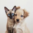 A cute Siamese kitten and a golden puppy with soulful blue eyes pose together, symbolizing friendship and animal companionship.