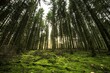 © Wirestock - Low angle shot of a forest