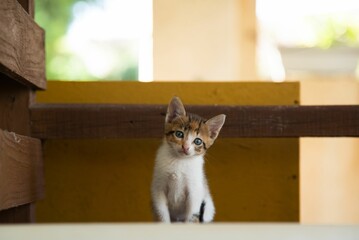 Wall Mural - Little kitten with green eyes looking at camera