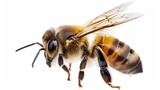 Fototapeta Zwierzęta - A charming isolated flying honeybee   AI generated illustration