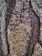Detail of the structure of brown tree bark, texture, background