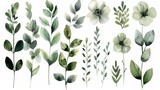 Fototapeta  - A set of watercolor drawings of green and white flowers and leaves.