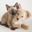 A cute Siamese kitten and a small beige puppy hug each other, showcasing a bond across species.