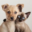 Portraits of a tan puppy and a Siamese kitten looking directly at the camera, showcasing innocence and friendship.