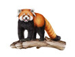 Red panda on the tree branch. Watercolor illustration. Hand drawn Ailurus fulgens. Cute lesser panda wildlife nature animal on white background. Funny Chinese native endemic mammal