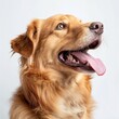 Close-up of a smiling golden retriever looking away, highlighting its joyful expression.