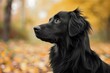 Adorable Appearance dog long hair canine. Person focus camera standing extended. Generate Ai