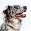 Close-up of a joyful Australian Shepherd with a playful expression against a white background