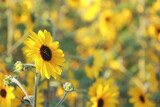 Fototapeta Dziecięca - Blooming Yellow Sunflower Field