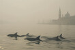 Dolphins swim near flooded Venice in the early morning fog. Climax change