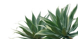 Fototapeta Dziecięca - Agave attenuata, Fox Tail Agave Plants Isolated on White Background with Clipping Path