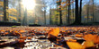Golden Autumn Leaves on Forest Floor with Sun Flare