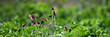 Nahaufnahme Banner im Graswiesen Garten mit lila Blüten vor unscharfem grünem Frühlings-Hintergrund zwischen Ostern und Pfingsten