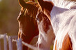 Two horses on property fenceline, turned away in late afternoon light, in profile, closeup, golden brown tones