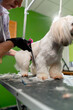 in the grooming salon small white Spitz is washed groomer procedure cutting legs
