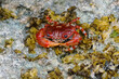 The red crab (Gecarcoidea natalis) is a species of land crab that is endemic to Christmas Island and the Cocos (Keeling) Islands in the Indian Ocean. Zanzibar	