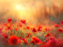 Field Of Poppies At Sunrise, Beautiful Summer Landscape With Red Flowers In Meadow