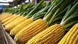  Bountiful harvest of fresh corn cobs