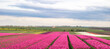 Vielen Tulpen auf einem Feld mit vielen verschiedenen Farben