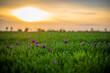 Tulpen im Sonnenuntergang in Mitten eines Weizenfeldes
