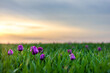 Tulpen in Mitten eines Weizenfeldes im Sonnenuntergang