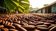  Bountiful harvest of coffee beans under the sun