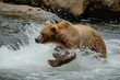 Strong Bear diving river. Nature wild animal. Generate Ai
