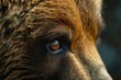 Mysterious Bear eye closeup. Forest animal. Generate Ai