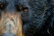 Captivating Bear eye closeup wildlife. Summer animal. Generate Ai