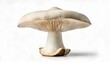 © vivekFx - Pure elegance  A single pristine mushroom