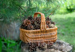 Wicker basket with ripe brown pine cones in forest, natural background. pine tree cones picking for decorating or Kindling.