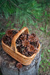 Wicker basket with ripe brown pine cones in forest, natural background. pine tree cones picking for decorating or Kindling. top view