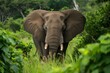 Majestic Beautiful elephant wildlife. Big safari wild animal. Generate Ai