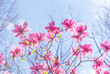 Magnolia flowers with pink petals blooming in spring fabulous garden, mysterious fairy tale springtime floral natural background with magnoliaceae bloom, beautiful botanical nature landscape.