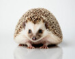 Hedgehog on White Background, Ai Illustration