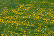 Selective focus of yellow flowers dandelion full on green grass filed in spring, Taraxacum is a large genus of flowering plants in the family Asteraceae commonly known as dandelions, Nature background