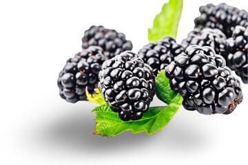 Wall Mural - Organic Blackberries