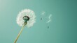 A close-up shot of a single dandelion with its seed floating away, set against a Solid Color Background