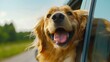 A cute happy dog with floppy ears sticking its head out of a car window