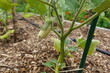 Green eggplant plant growing in garden
