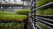 © Neelam - Vertical racks of young microgreens in pots at hydroponic city farms.generative.ai