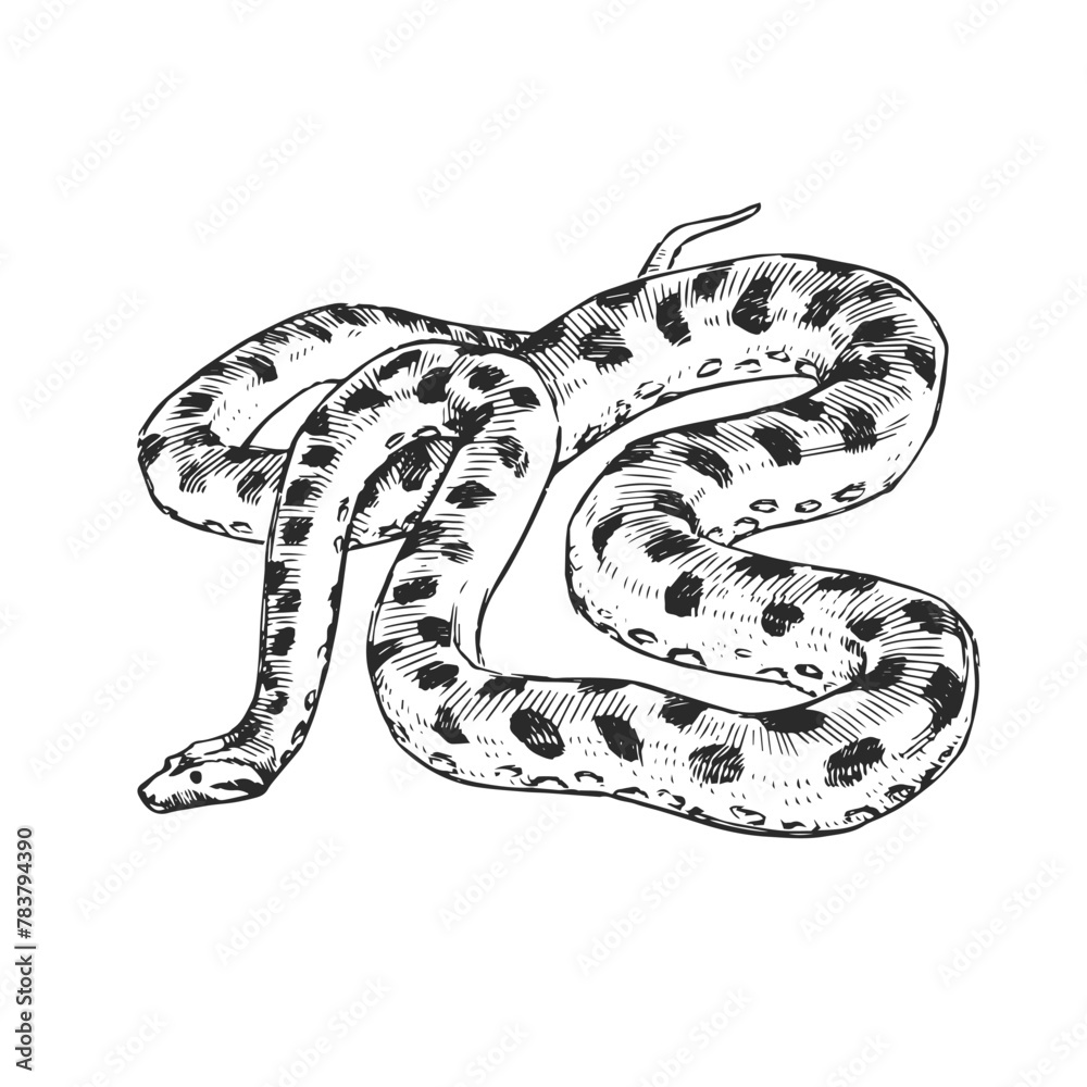 Vector hand-drawn illustration of an Anaconda in the style of engraving ...