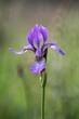  Siberian iris (Iris sibirica) on a wet meadow in Estonia