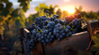 Blue vine grapes harvested in a wooden box with vineyard and sunshine in the background. Natural organic fruit abundance. Agriculture, healthy and natural food concept. Horizontal composition.