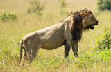 Fototapeta Sypialnia - proud lion in Masai Mara in Kenya