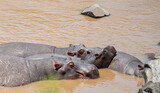 Fototapeta Sypialnia - hippopotamus (Hippopotamus amphibius) lying in the river in Masai Mara in Kenya