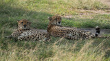 Fototapeta Sypialnia - cheetahs resting in Masai Mara in Kenya